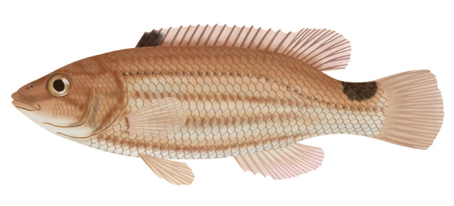 Ctenolabrus rupestris