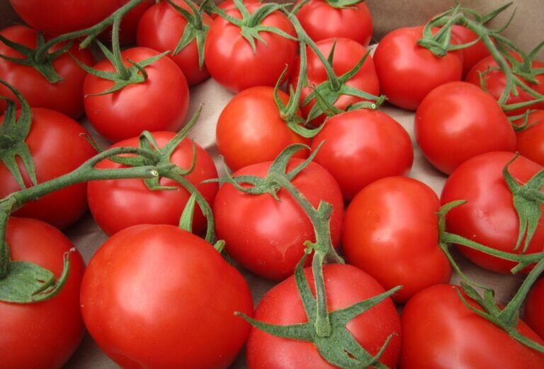    В Оренбургскую область не пропустили 18 тонн зараженных томатов из Туркменистана Кристина Просвиркина