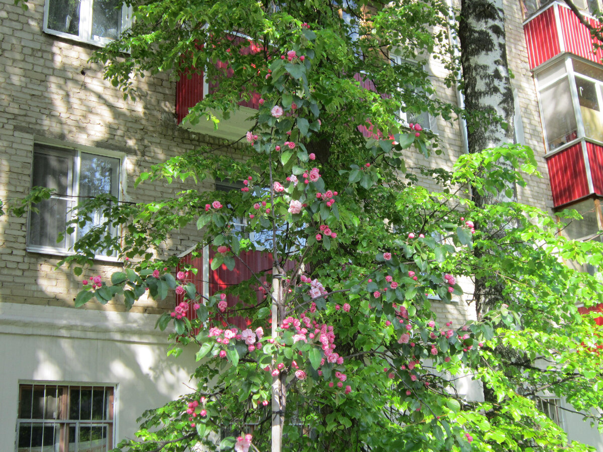 Без цветов это деревце и не заметишь на фоне могучей липы. 