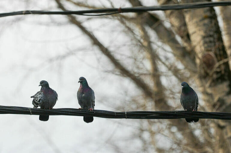   Тимур Ханов/ПГ