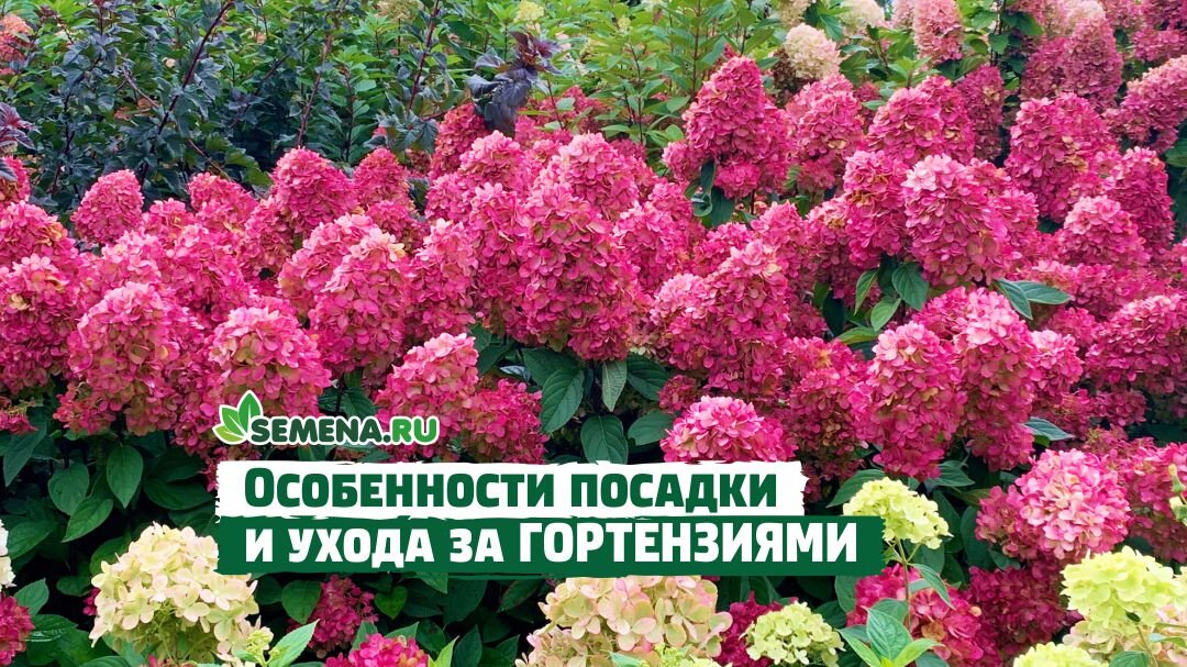 Винс ред гортензия фото