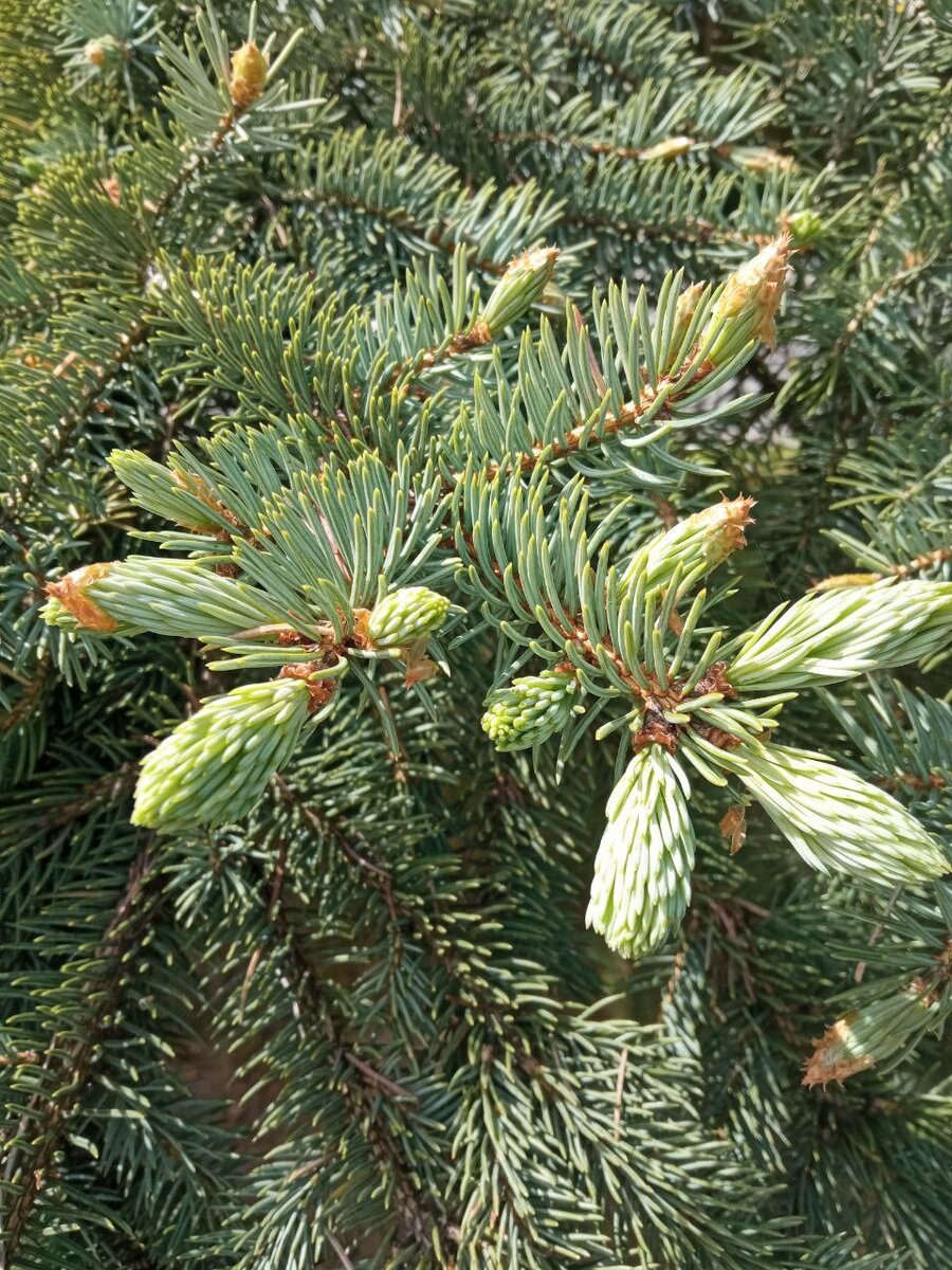 Лапки ели. Фото автора