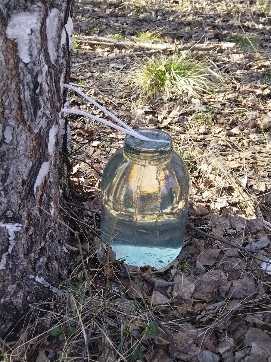 Бережный сбор сока