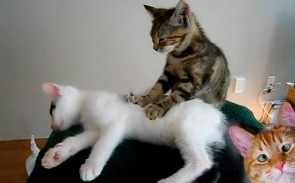 Фото с просторов интернета