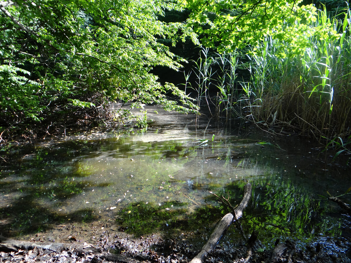 Сюда наши кабаны ходят на водопой. Листай дальше ----->