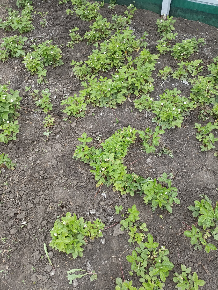 Ремонтантная земляника цветет и плодоносит всё лето и осень до самых морозов