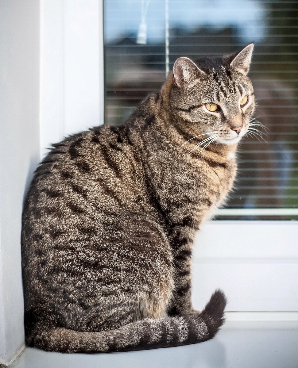 не Григорий, так как за давностью лет фото нет. Но очень похож. Почти одно лицо!