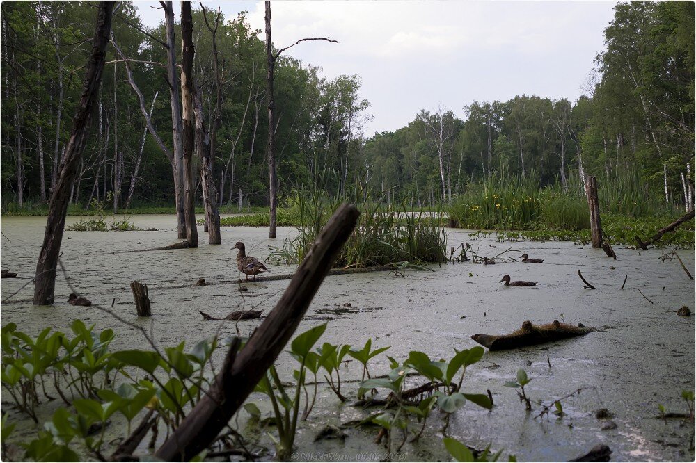 2. Кряква с утятами © NickFW.ru - 09.06.2019г.