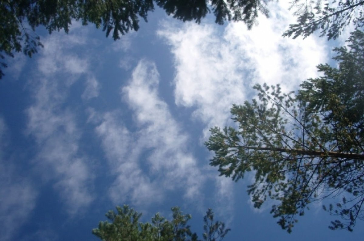    В Тюмень на следующей неделе придет 30-ти градусная жара