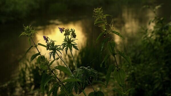    © Sputnik / Альфред Микус