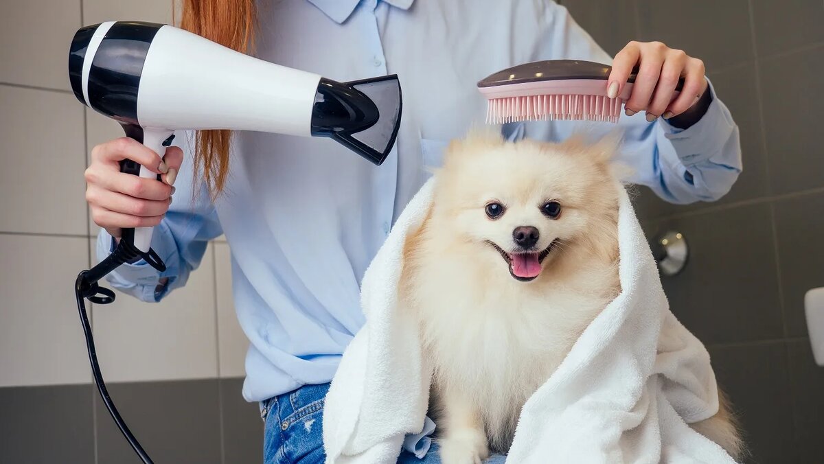 Сушка феном шпица