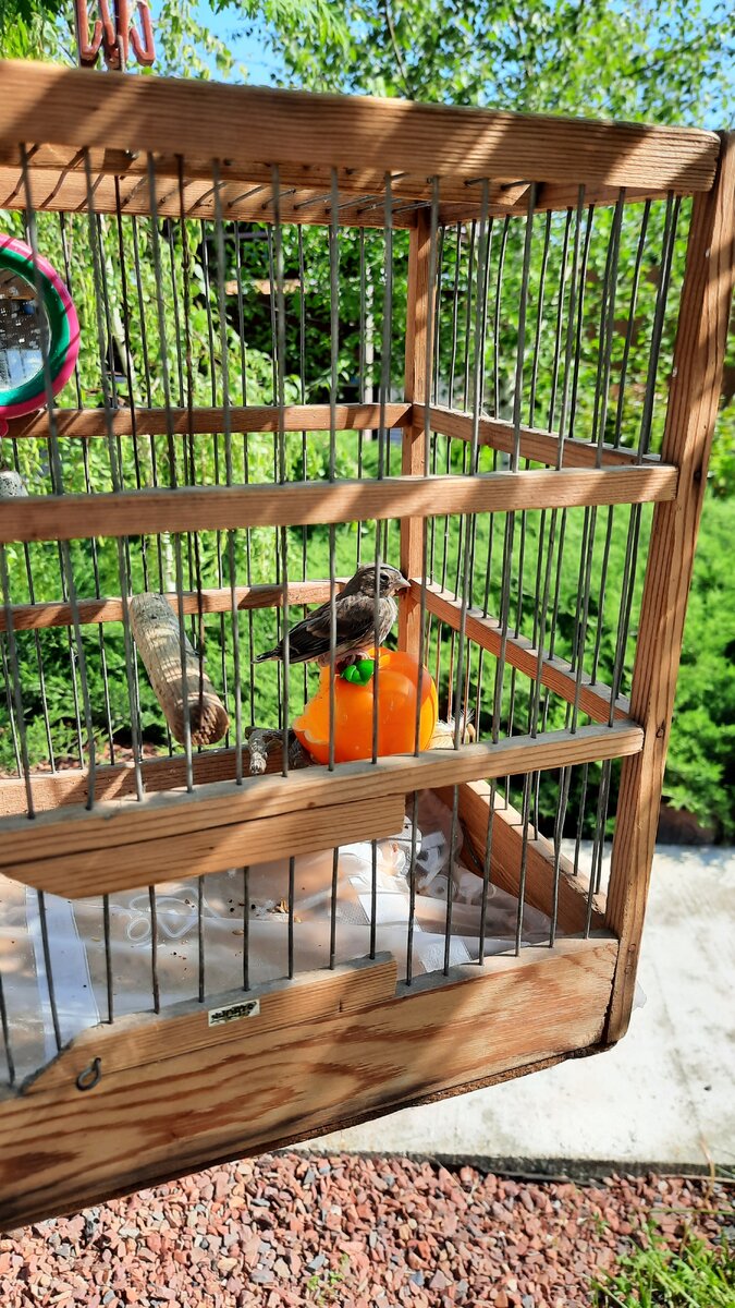 Послеобеденный сон🐦