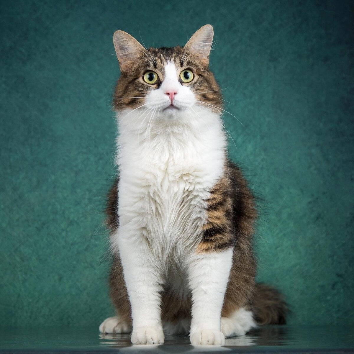Кот пух. Котик пух. Кот пухен
