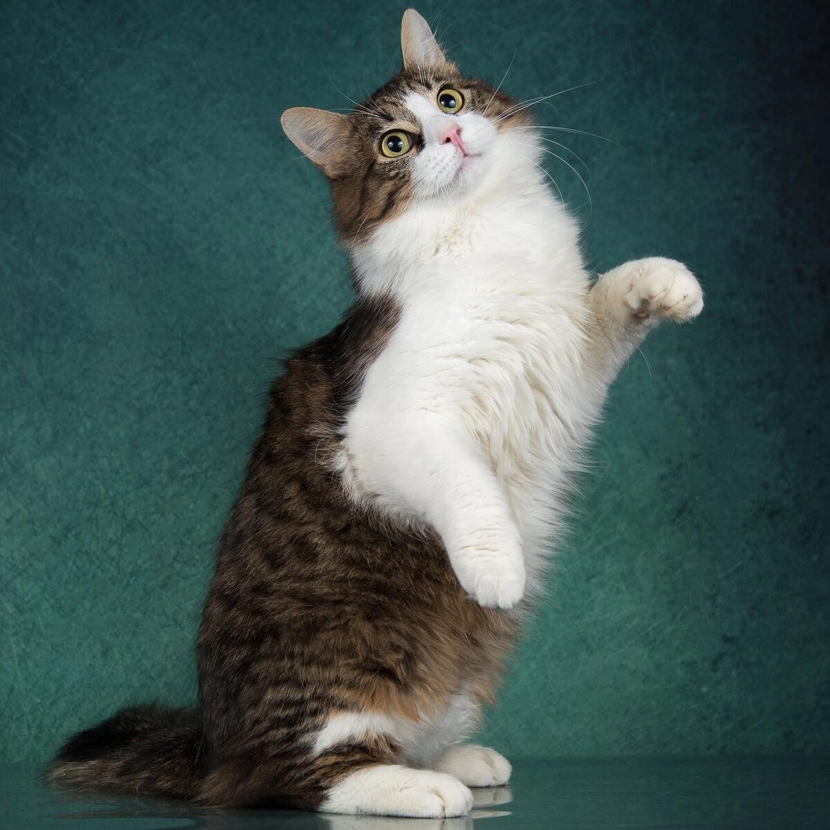 Кот пух. Молодой кот. Котик пух. Кот пухен