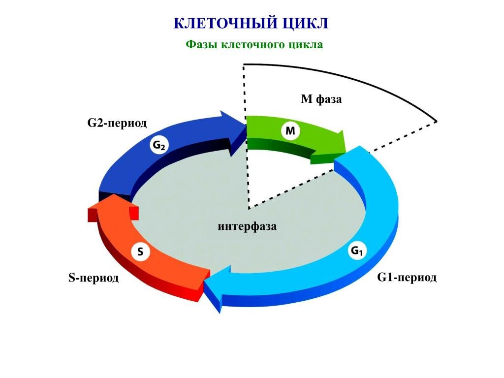 Процессы и стадии клеточного цикла