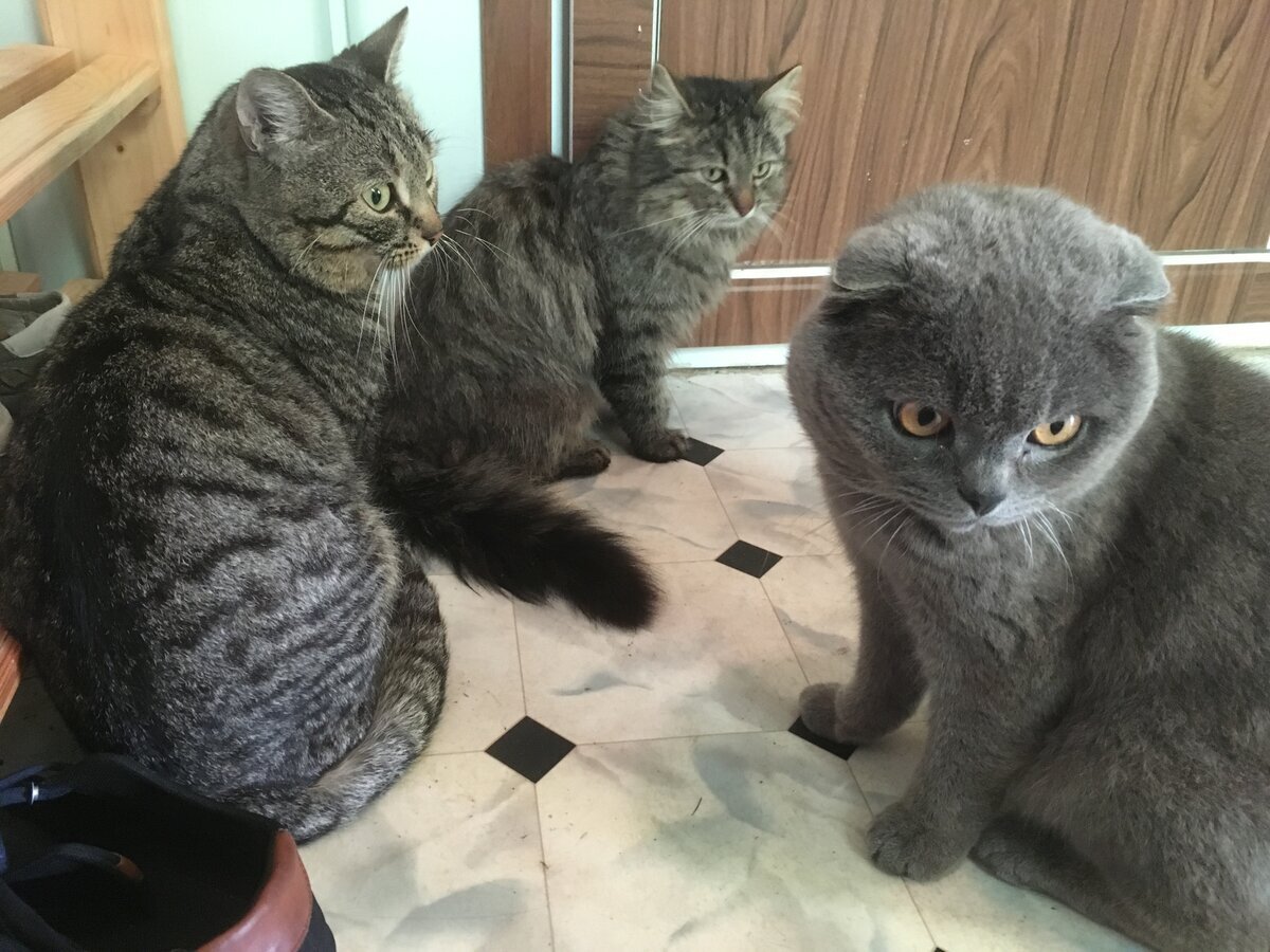 Маркиз, Васька и Тихон.