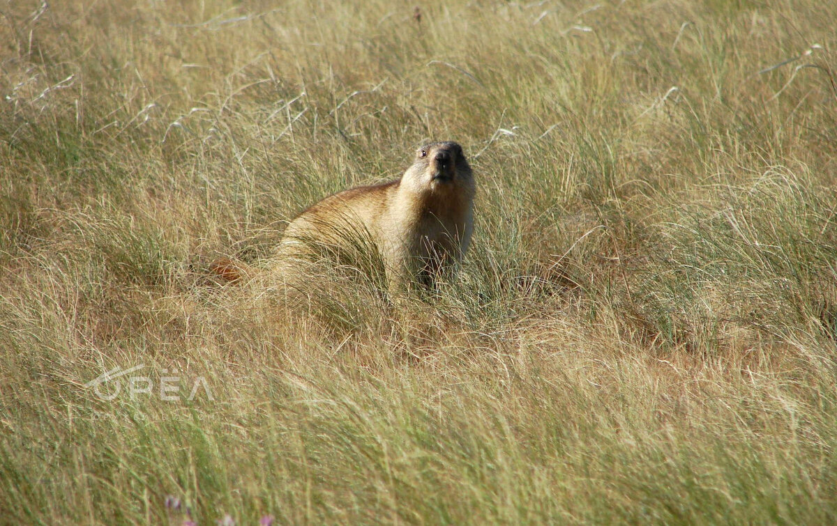 Охота на сурка. Фото forum.guns.ru