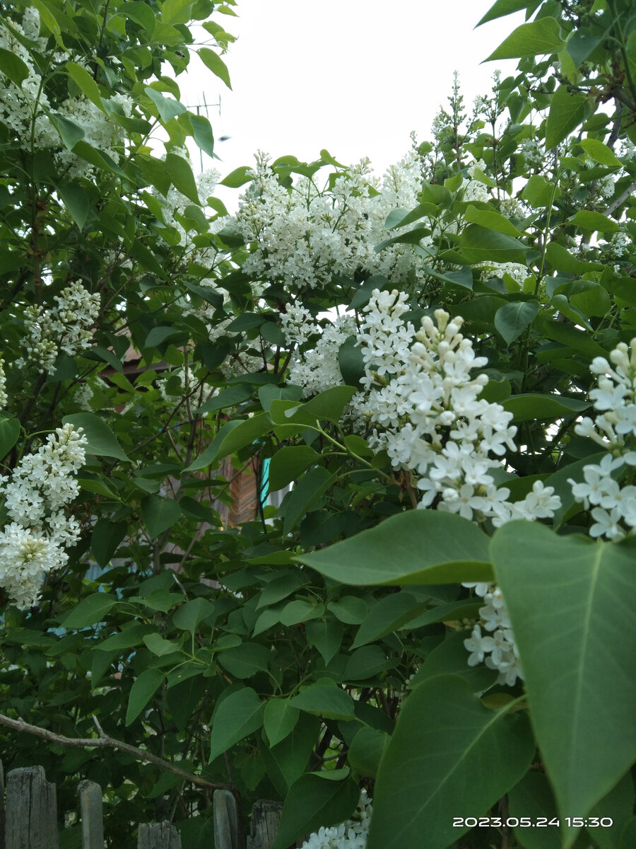 Белая сирень 