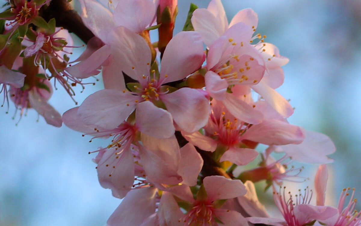 Недавно мы с мужем ходили смотреть на цветение сакуры, и её поиски превратились в целый квест. Да! Да! Для тех, кто не знал в Москве тоже посадили эти красивые японские деревья.-2