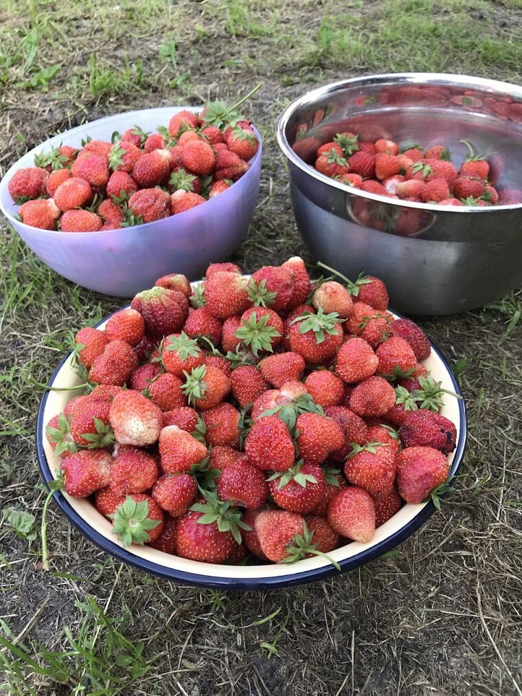 В моём детстве на огороде клубника росла очень плохо. Зато когда я стала студенткой, клубнику мы собирали тазами и ведрами. 