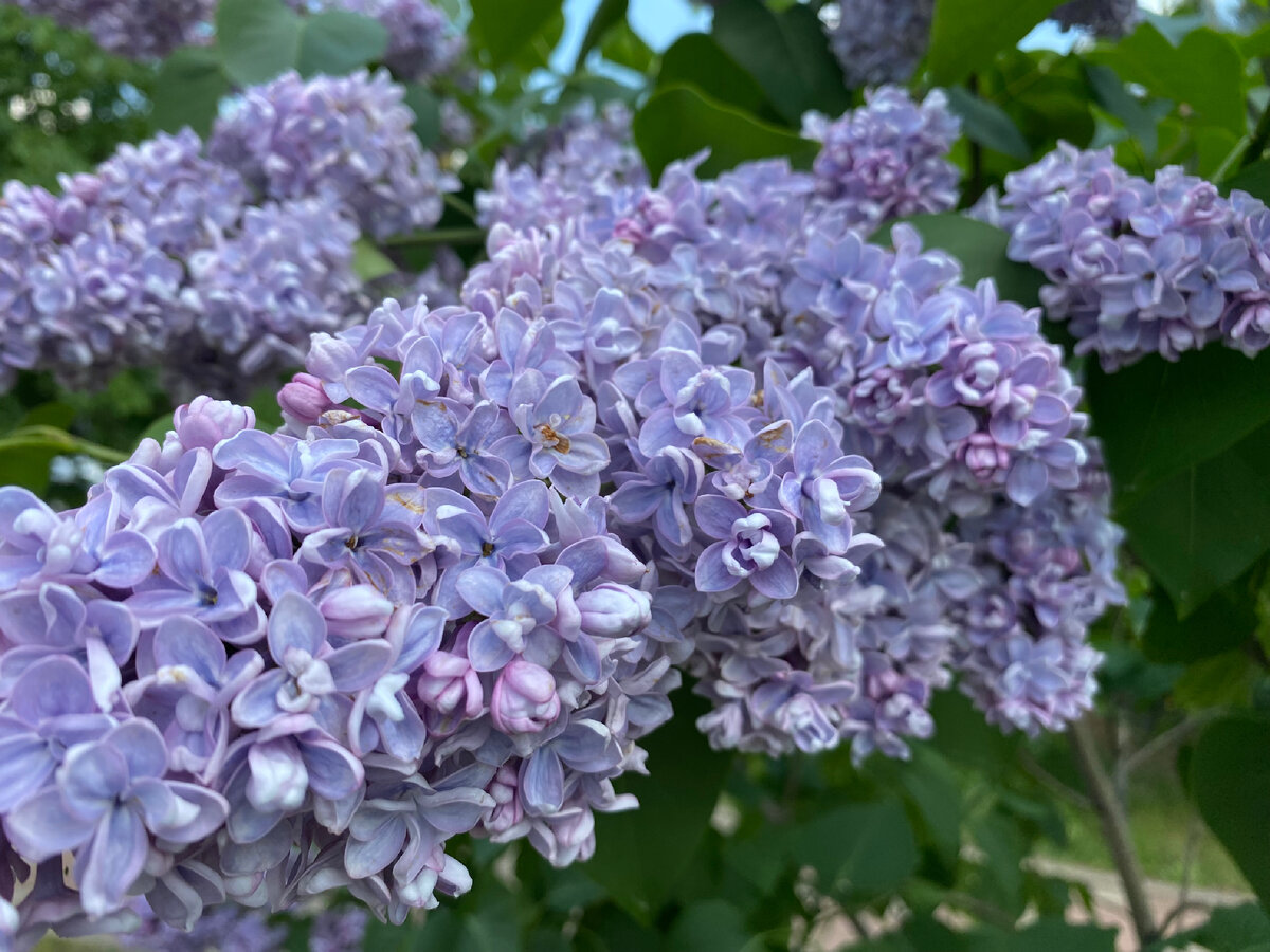 А эта сирень какая- то махровая что ли? Тут все цветки 5 и больше лепестковые🤔