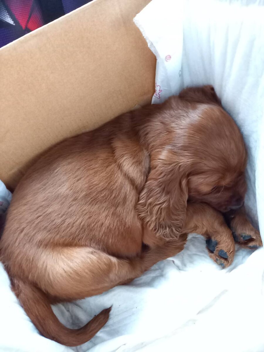  Забрали 31 января 2021. Ему тут месяц с хвостиком.