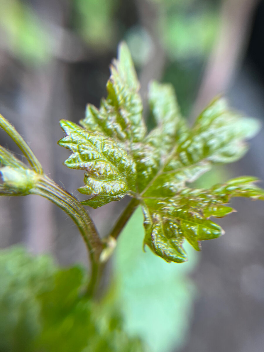 Вздутия на листьях винограда 