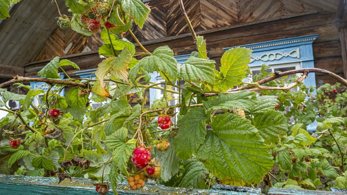    Какие растения спокойно дают плоды и в тени