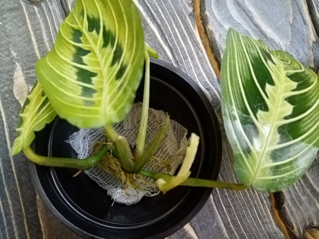 Прицеливаемся))) Фото автора