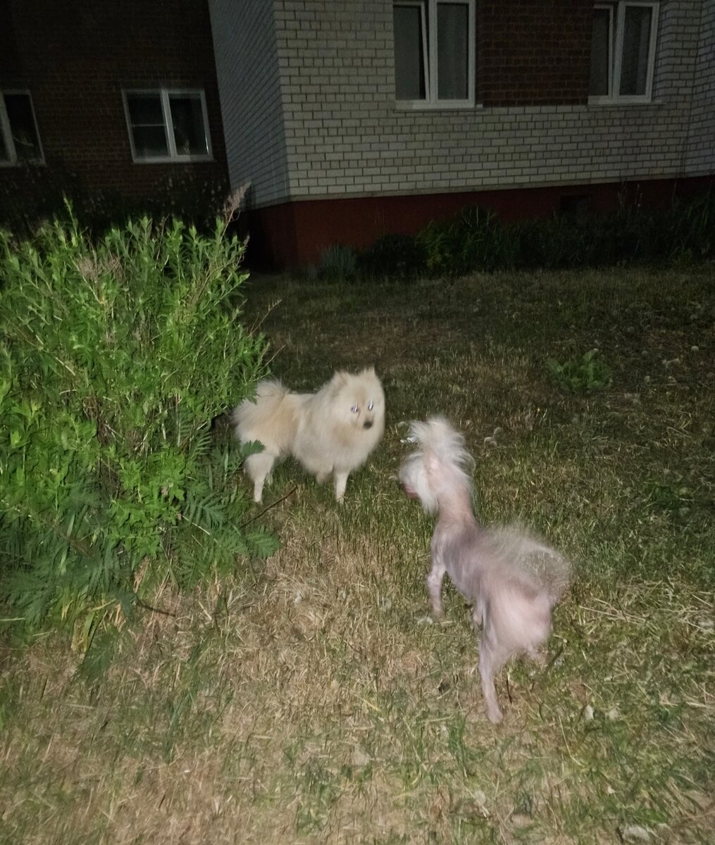 Фото автора. Ваня и его хвостик с незнакомцем в кустиках.