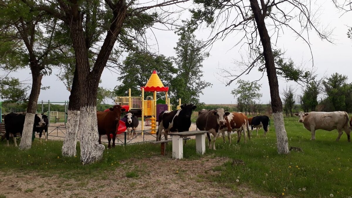     Коровы пришли пастись на одну из детских площадок в Приморье. У них тоже начался летний сезон, а значит, можно смело гулять. И даже выгонять детей с насиженных мест.