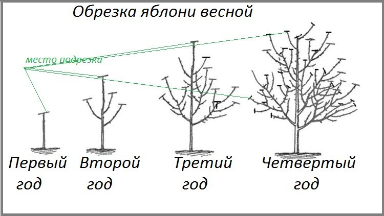 Когда обрезать яблони весной в подмосковье. Схема обрезки яблони весной. Схема обрезки саженцев яблони. Обрезка 3х летней яблони весной схема. Схема обрезки молодой яблони весной.