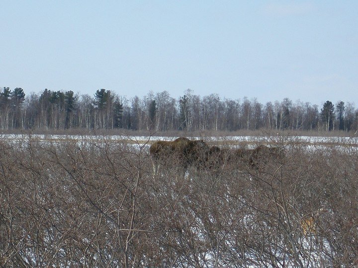     Фото: департамент природных ресурсов и экологии ЯНАО