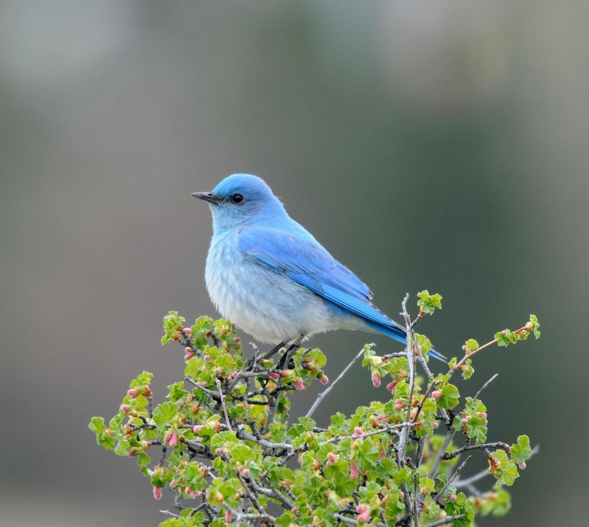 Дерево синей птицы. Голубая сиалия птица. Голубой овсянковый Кардинал. Сиалия Лазурная птица. Голубая Горная сиалия.