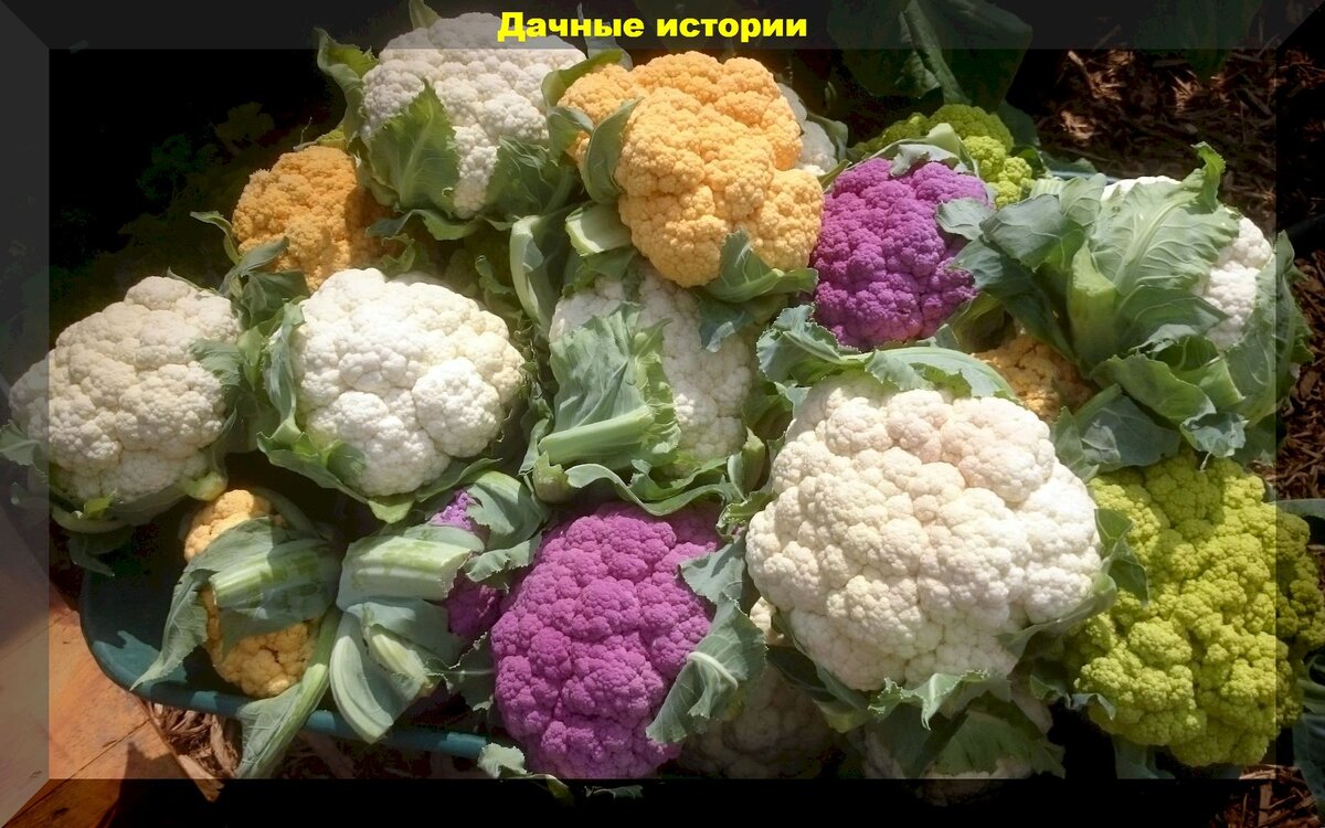 В Сибири - всегда с овощами [Изабелла Александровна Овсянникова] (fb2) читать онлайн