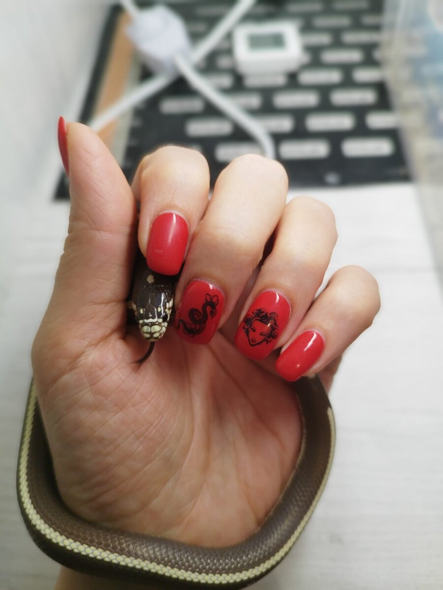 Королевская Калифорнийская змея,наш первенец из мира рептилий)