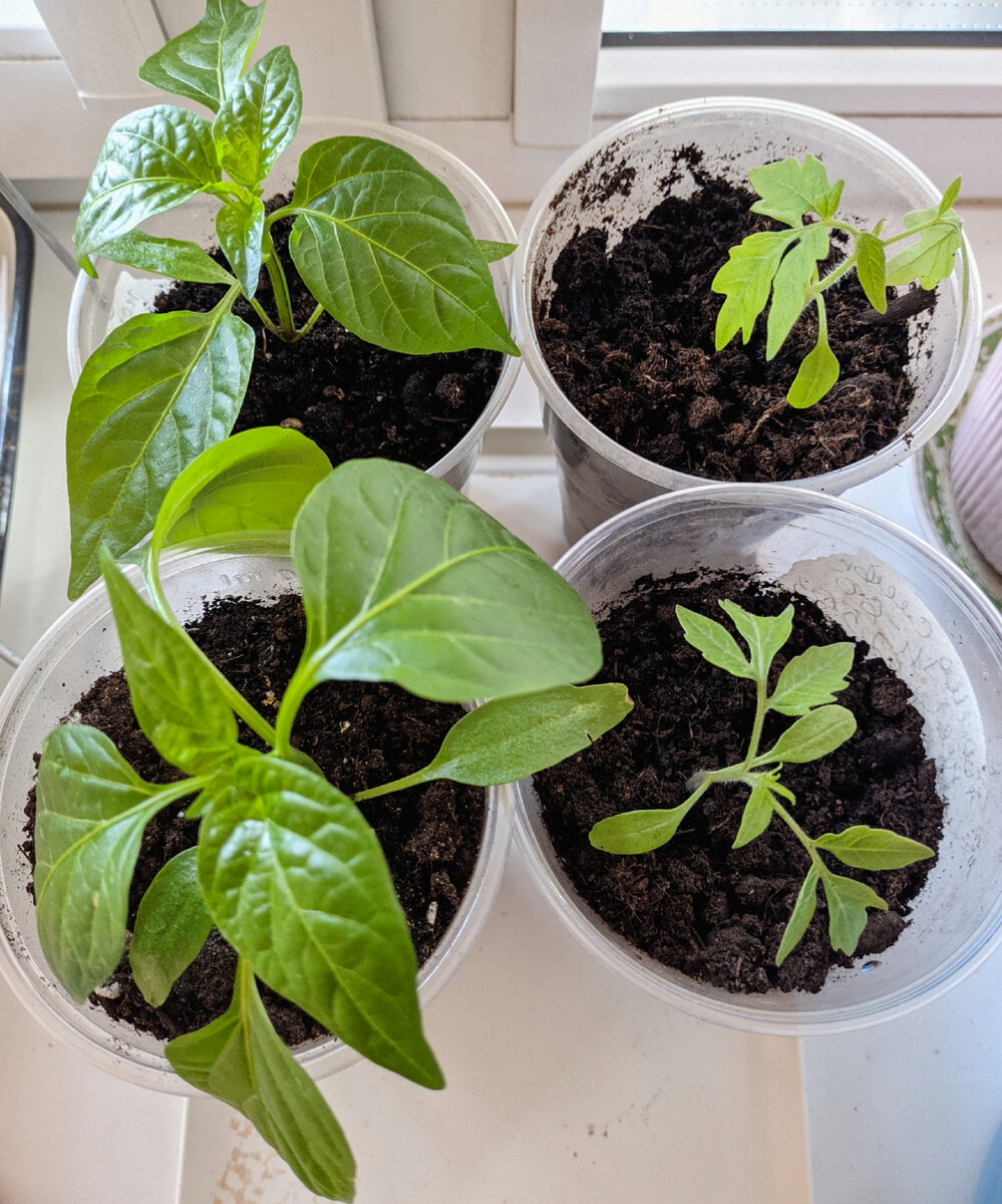 Надеюсь, им у нас будет хорошо 🤗