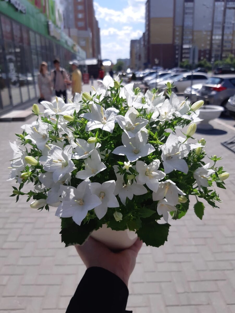 Кампанула. Фото автора