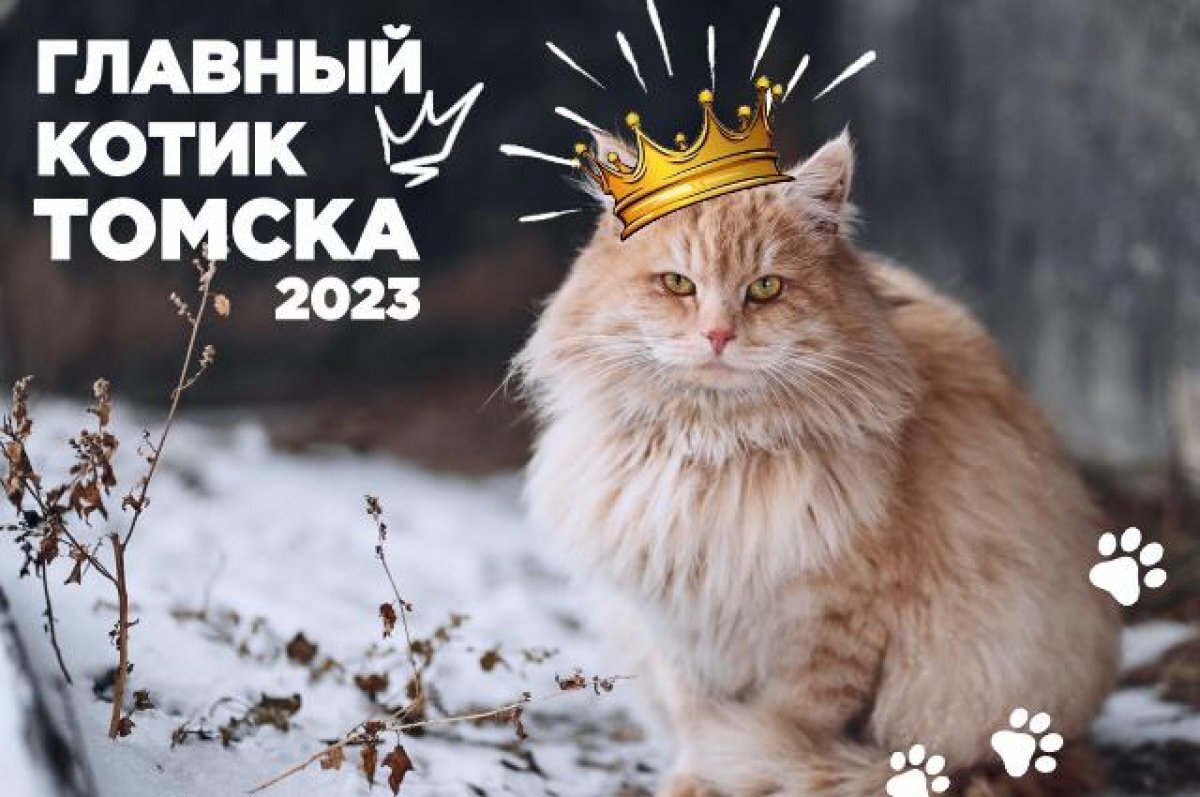   Открыто голосование за финалиста 5-й недели "Главного котика Томска 2023"