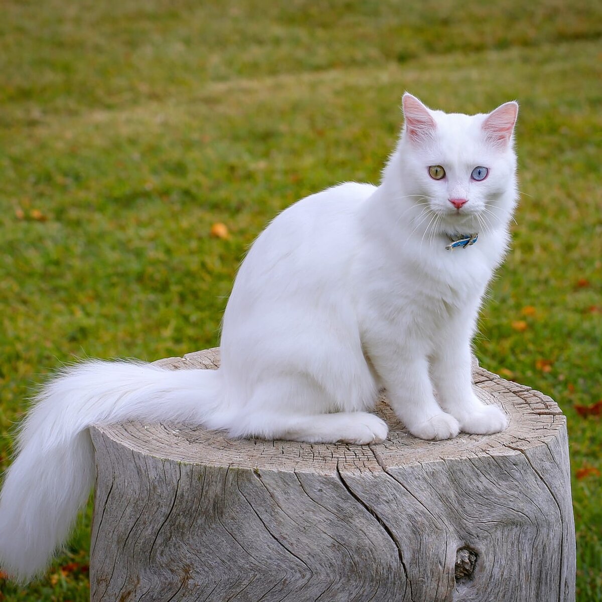 Котенок из турции
