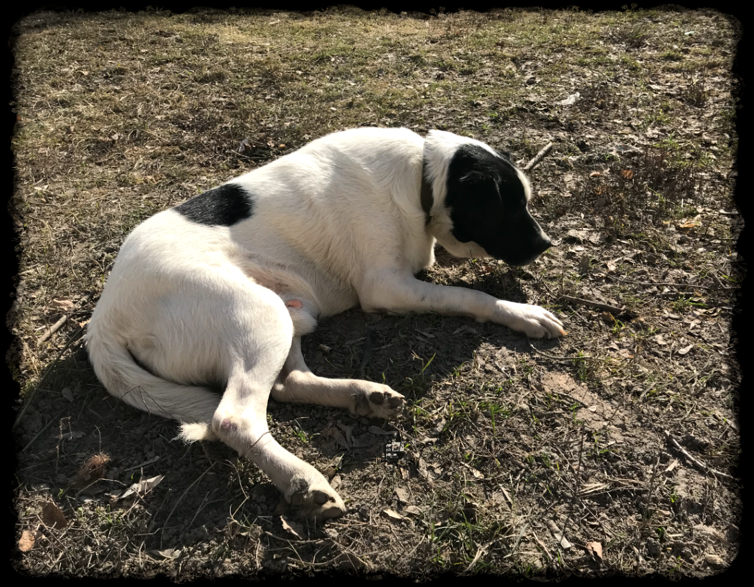 Мой Малыш Джой