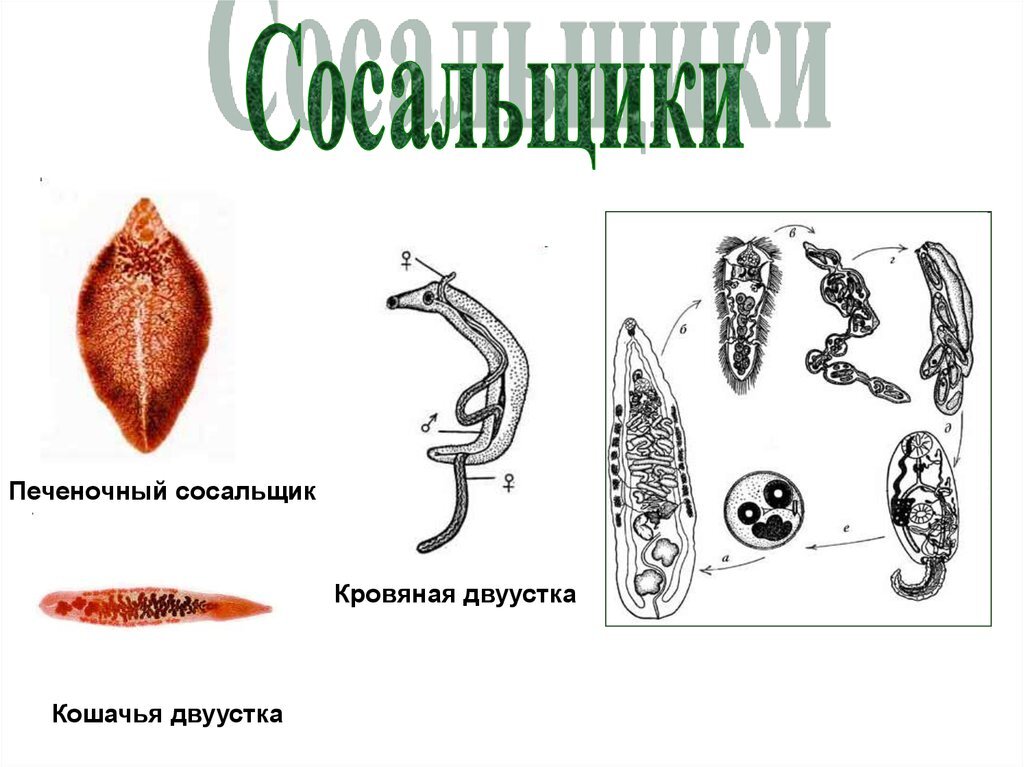 Сосальщики относятся к червям. Сибирская двуустка жизненный цикл. Жизненный цикл печеночной двуустки. Цикл развития кошачьего сосальщика. Печеночный и кошачий сосальщики.