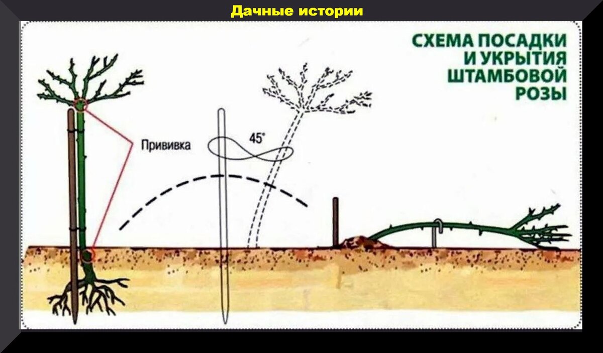 Заглублять ли розу