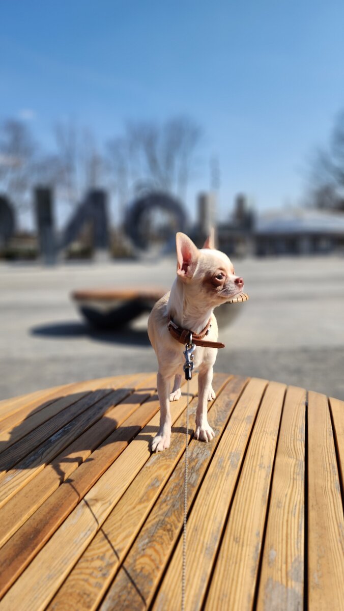 Первая прогулка. Всю зиму росли и тут собака обнаружила, что жизнь есть и за пределами квартиры. 