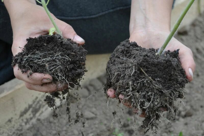 Хорошая корневая система у рассады томатов.