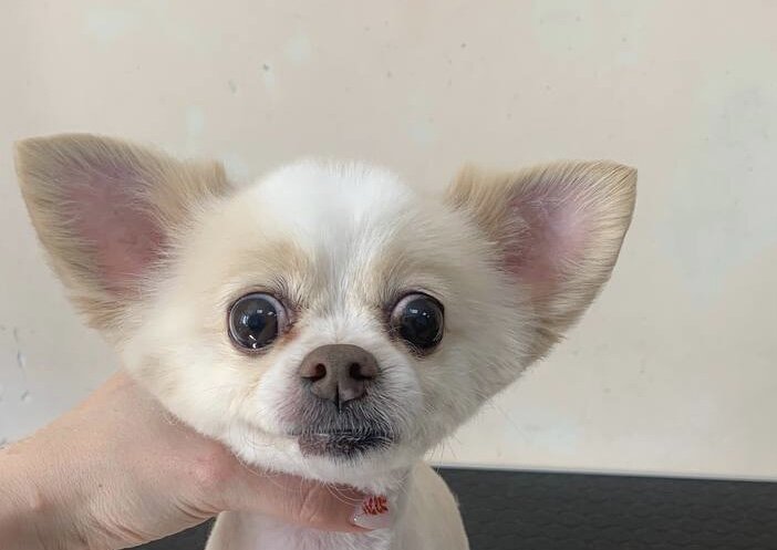 Стрижка чихуахуа 