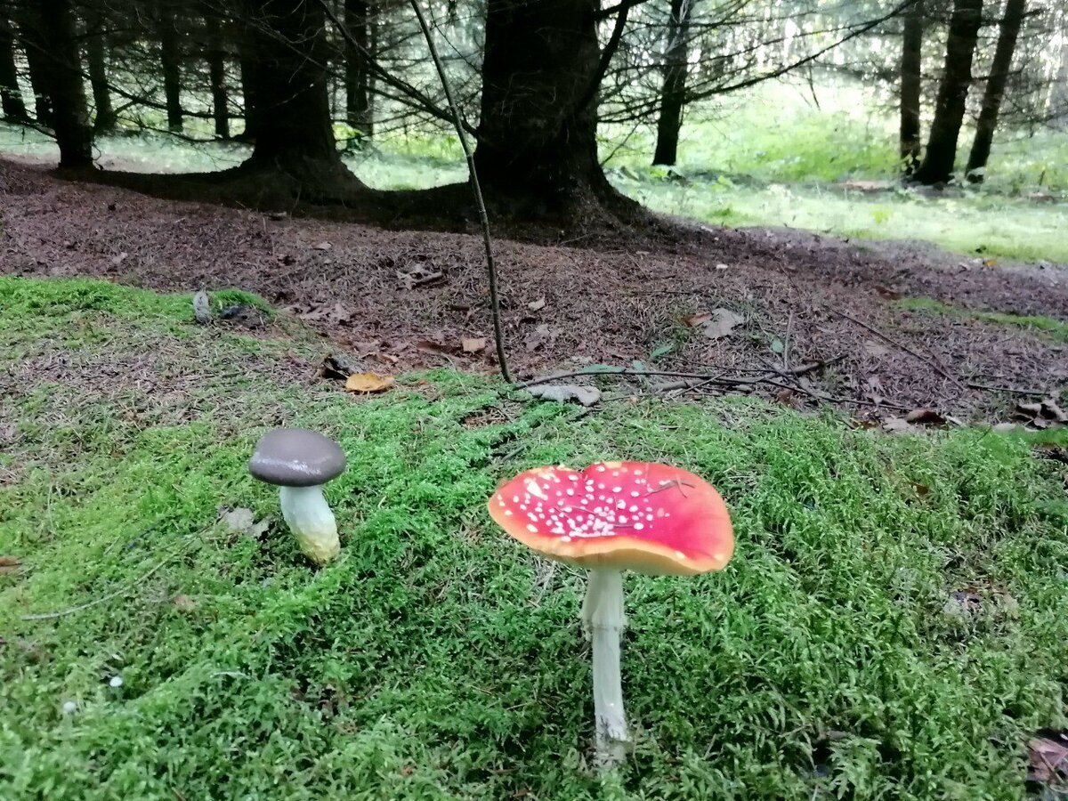 В лесу было много красивых грибов и как будто тут не ступала нога человека