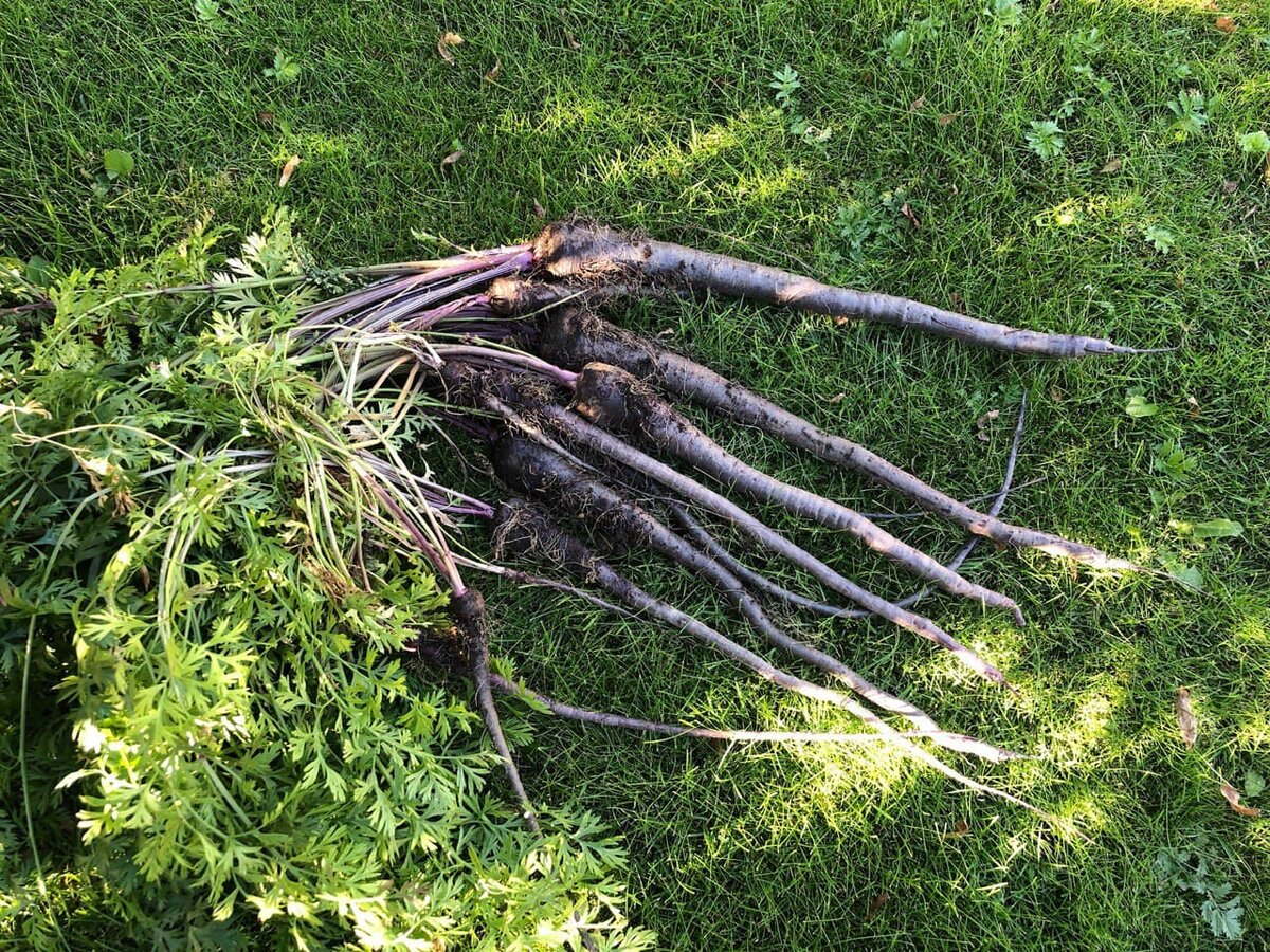 Это хоть и синяя морковь, но нантского типа