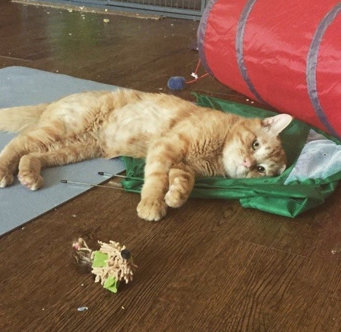 Кот несчастный картинка