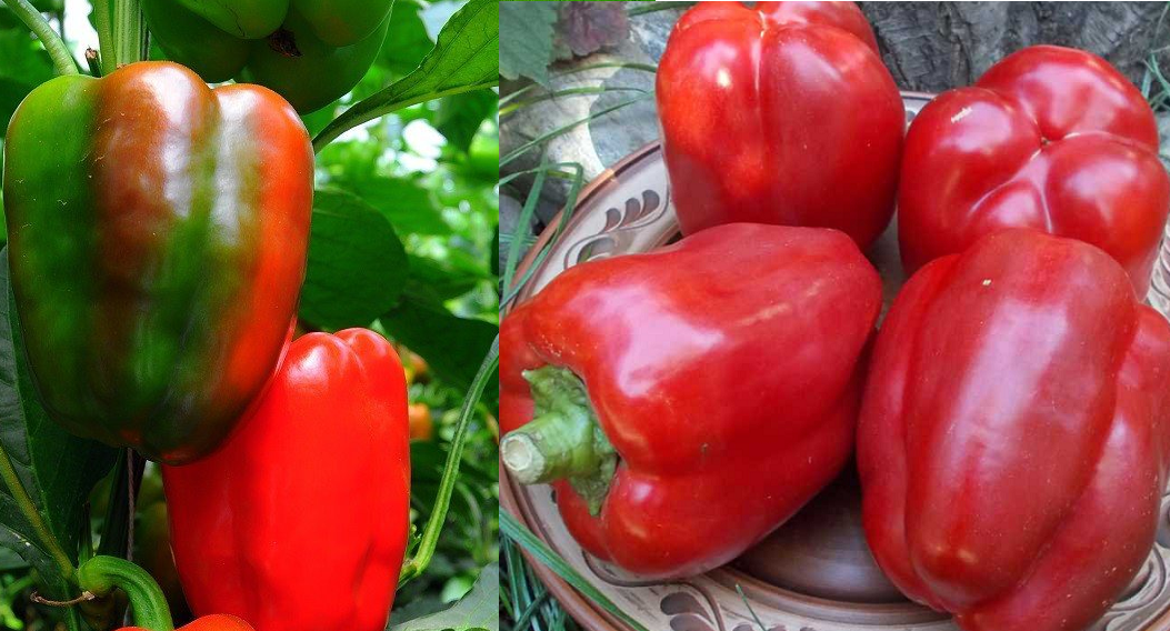 перец сладкий белые ночи f1. перец сибирский бонус сиб сад. перец сладкий сибирский бонус. сорта сладкого перца для сибири. сорта сладкого перца для сибири.